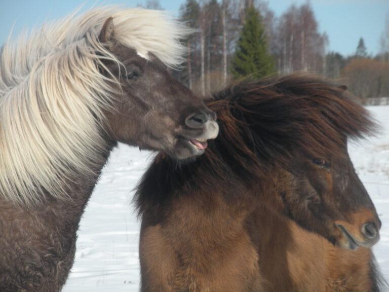 Vufin ratsastustapahtumia keväällä